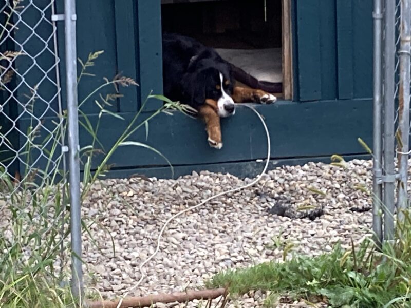 Cosmo, Bernese Mountain Dog