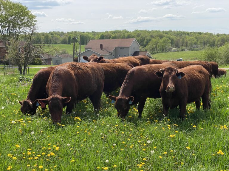 Cows enjoying their first fresh grass of the season