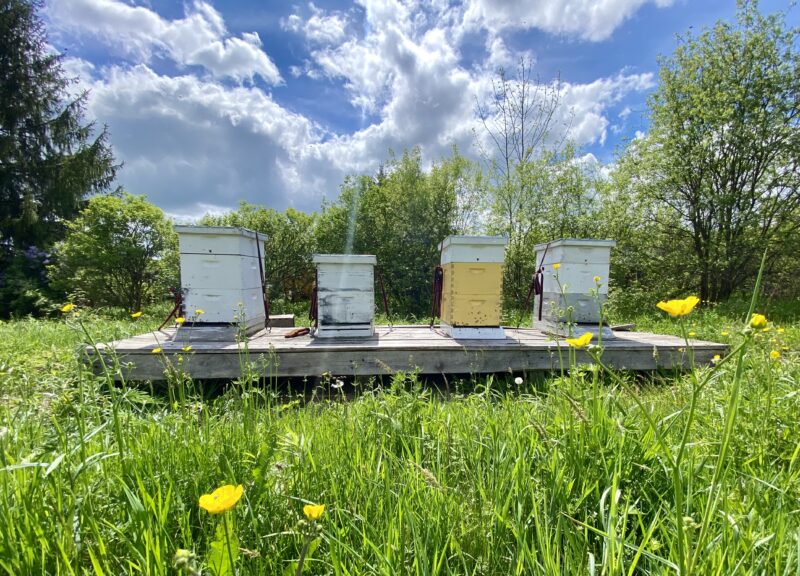 Bee Hives @ The Heron