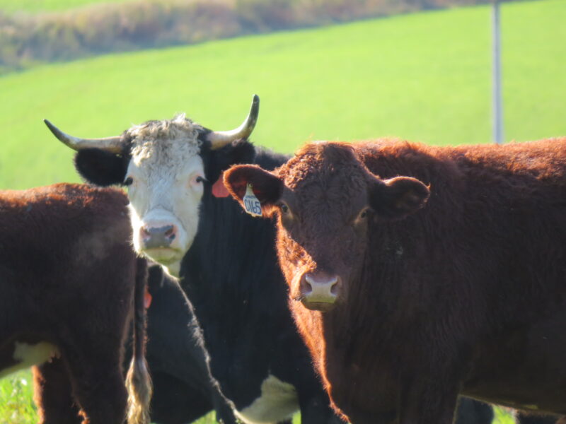 100% Grass-Fed Beef Picture of Red Devon cows in our pasture.