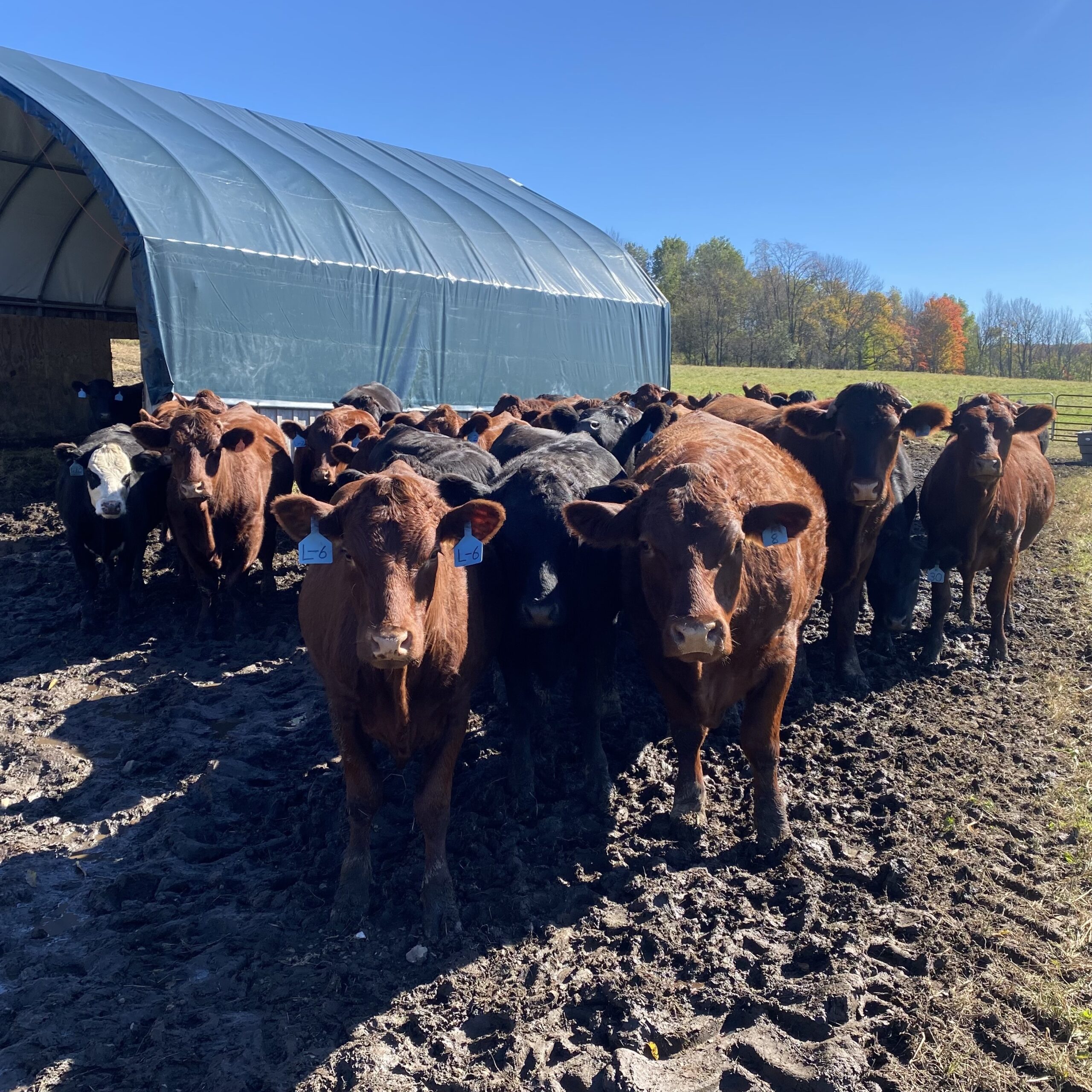 Cows in the barn