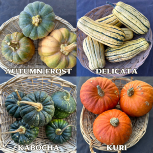 Winter Squash