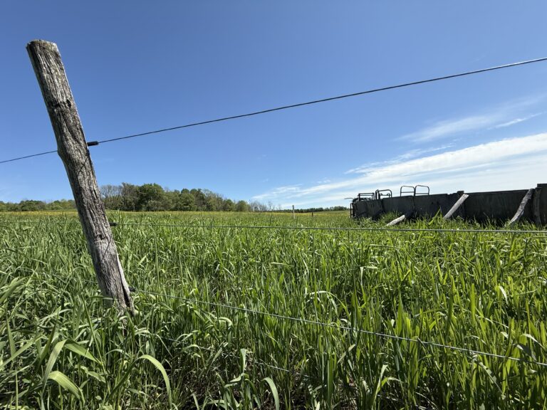 picture of the new fence in a field of green grass with a corral in the background